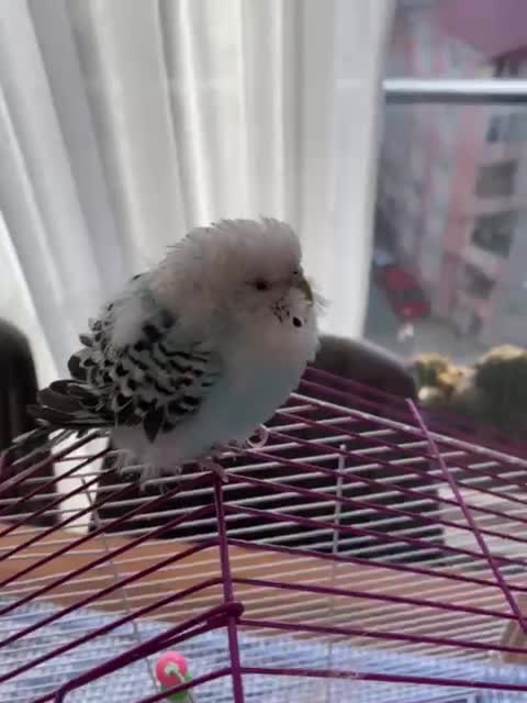 streamable.com
