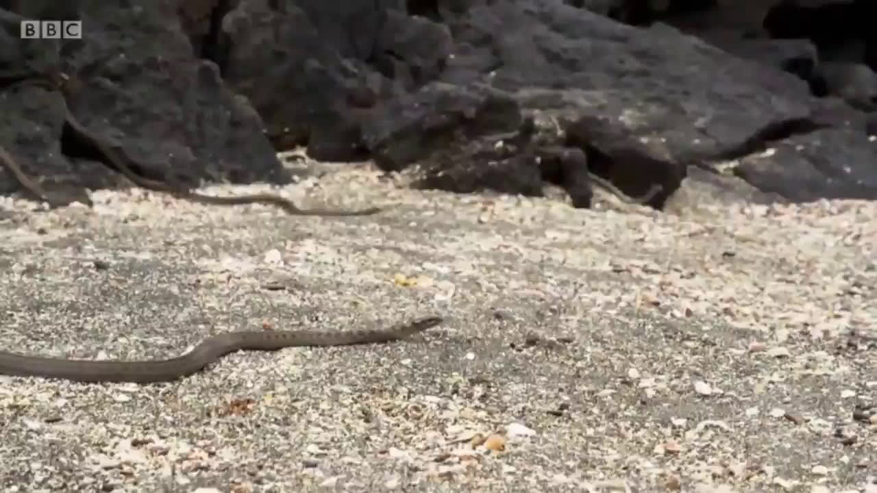 Baby iguana vs. Galapagos snakes: Planet Earth II chase scene is David  Attenborough meets James Bond | National Post