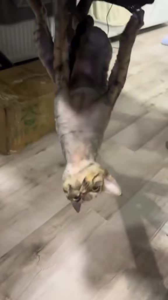 Watch Https Www Tiktok Juanjose4395 Video 7543590005378141447