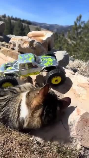 Watch "cat hit by a car" on Streamable.
