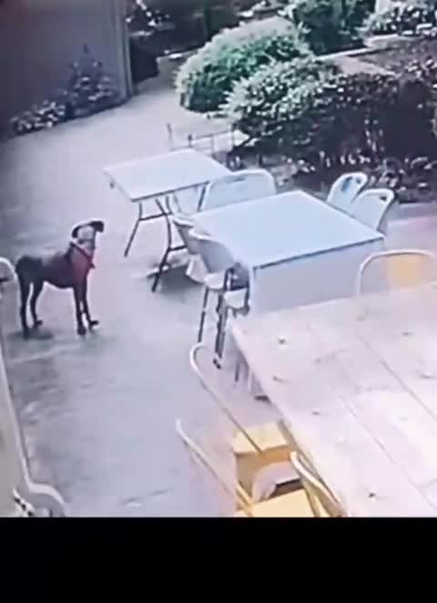 Watch "znacie tę sztuczkę z obrusem" on Streamable.