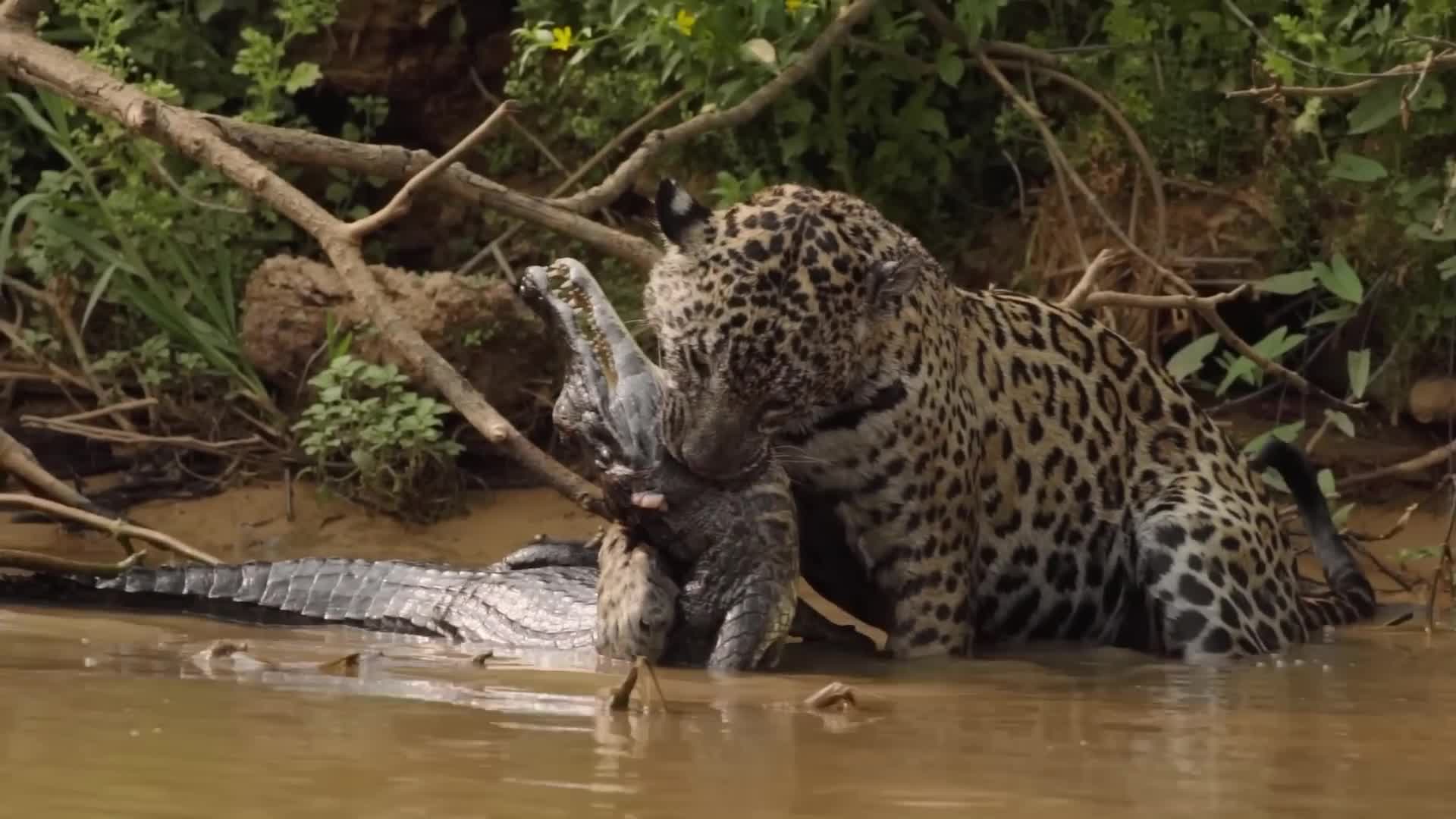 Jaguar Hunting Black Caiman