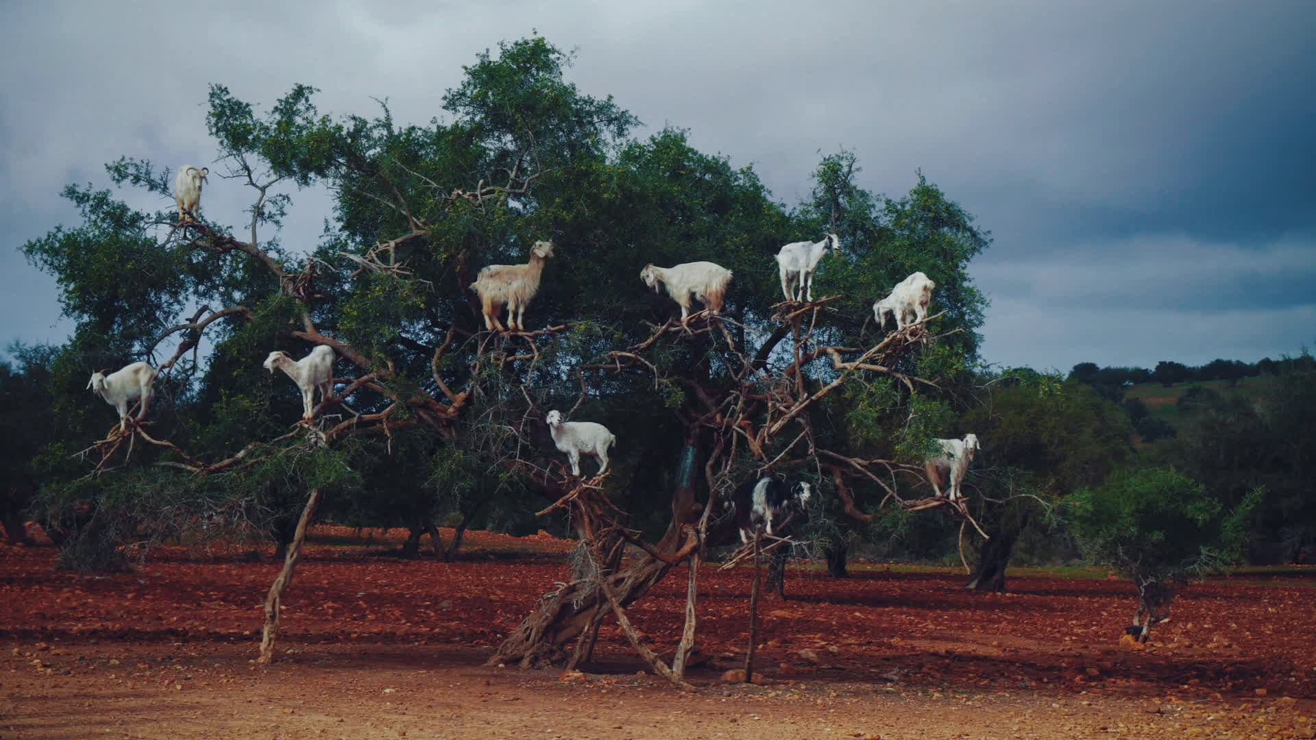 марокко козы на деревьях