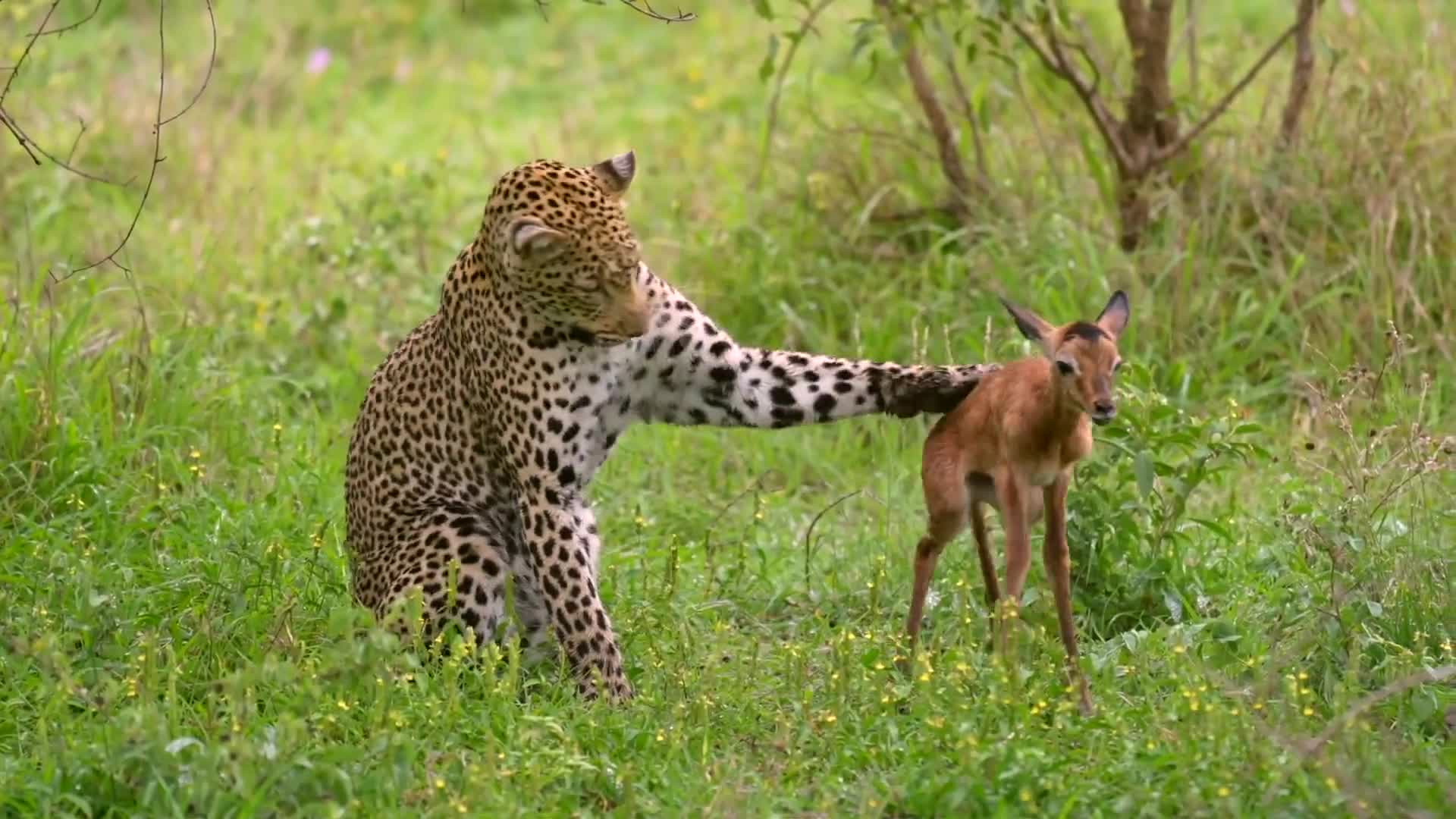 rapidsave.com_the_tale_of_a_leopard_an_impala_lamb_and_a_hyena ...