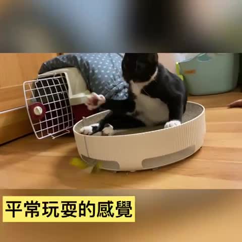 [問題] 膽小貓親訓卡關求助