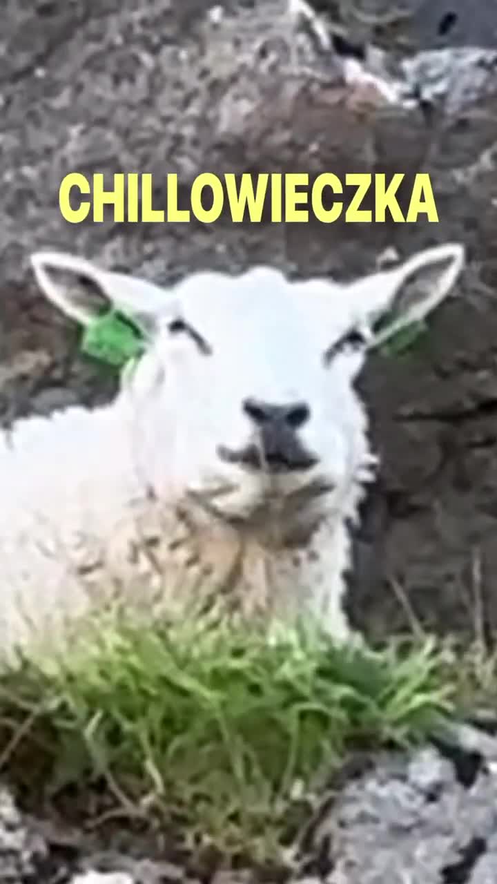 o nie!!! to chillowieczka 🐑