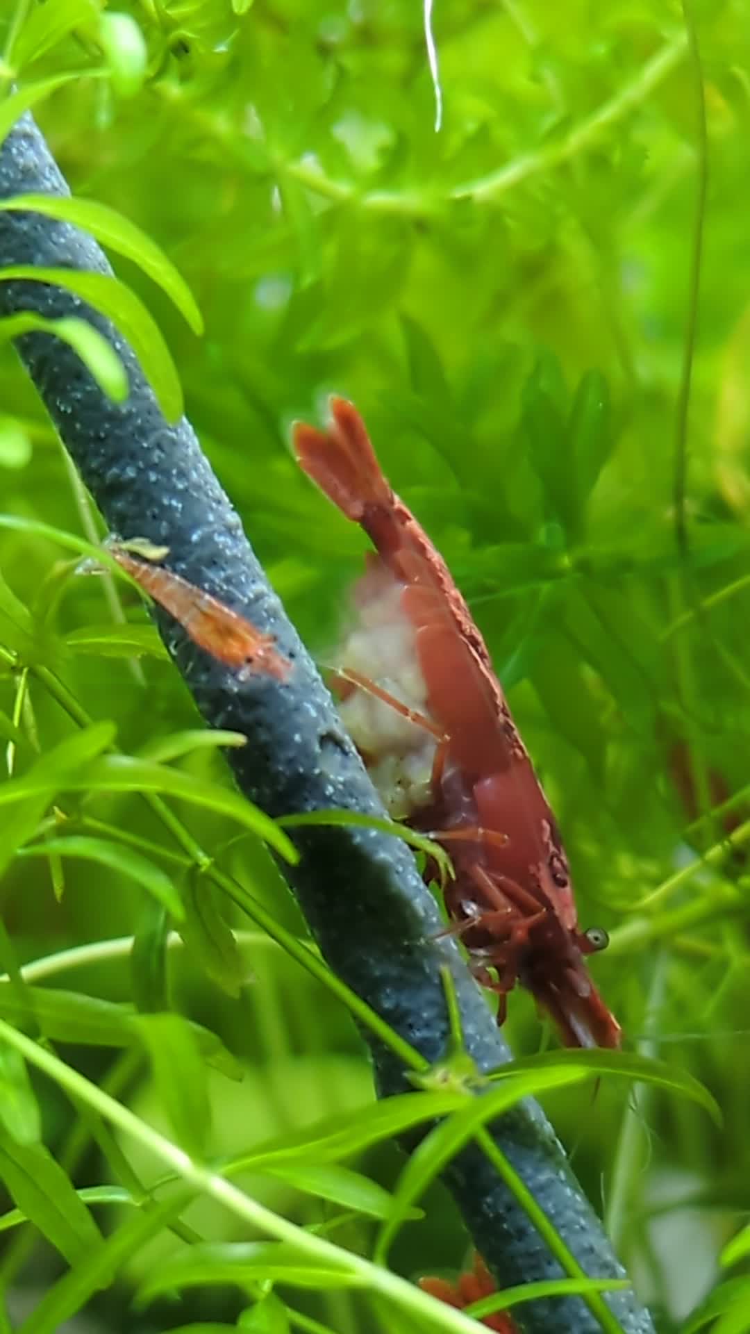 Watch PXL_20240215_235436108 | Streamable