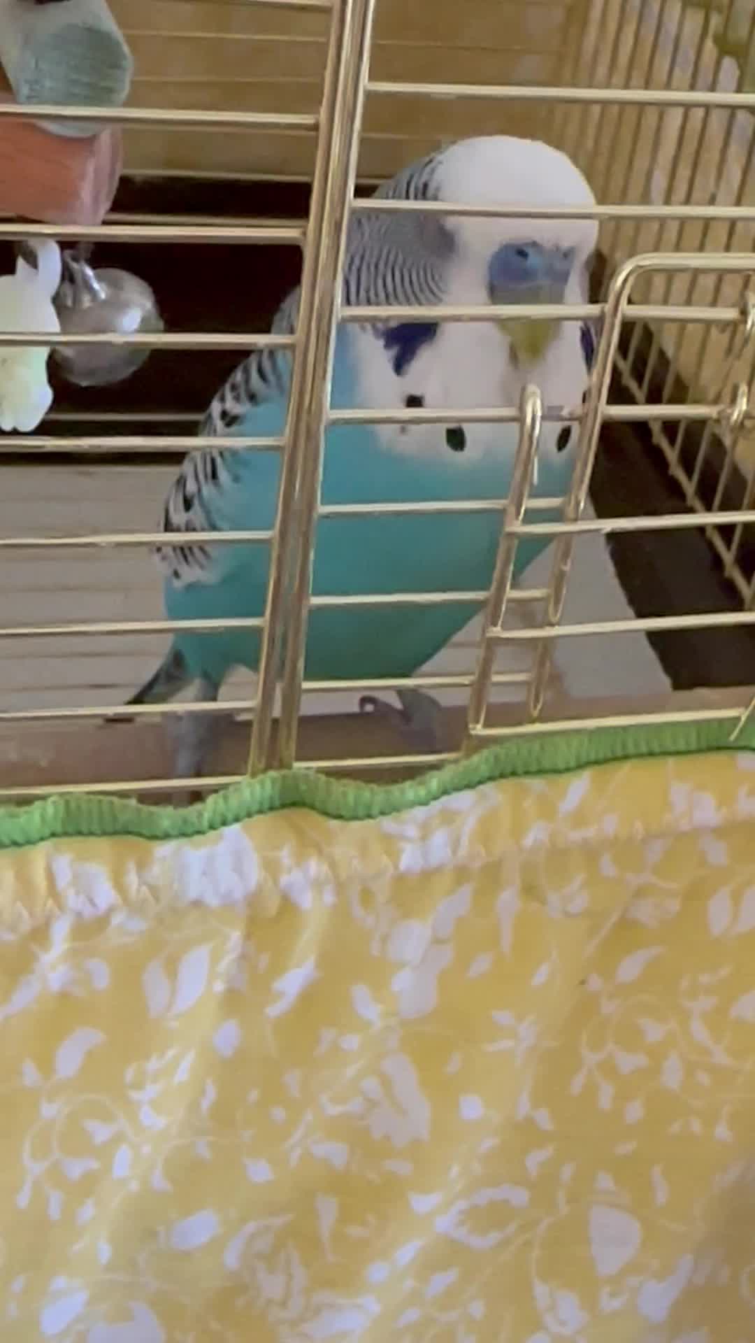 streamable.com