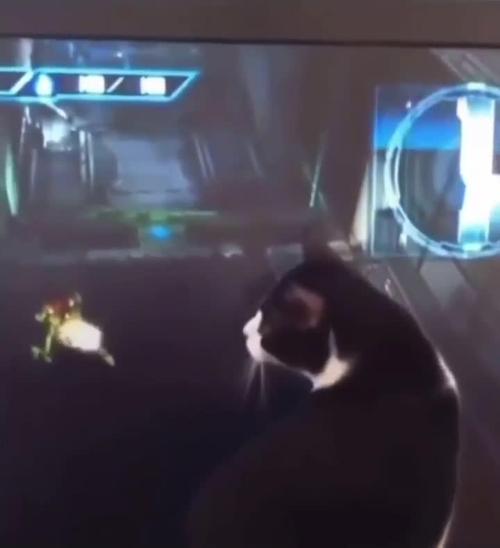 but-not-super-funny-goodvibes-meme-dump-1-Carefully-Curated-Crap-Vol-720