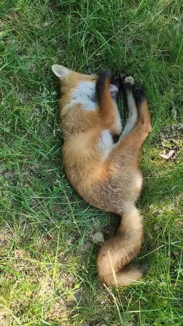 🤣 | Streamable