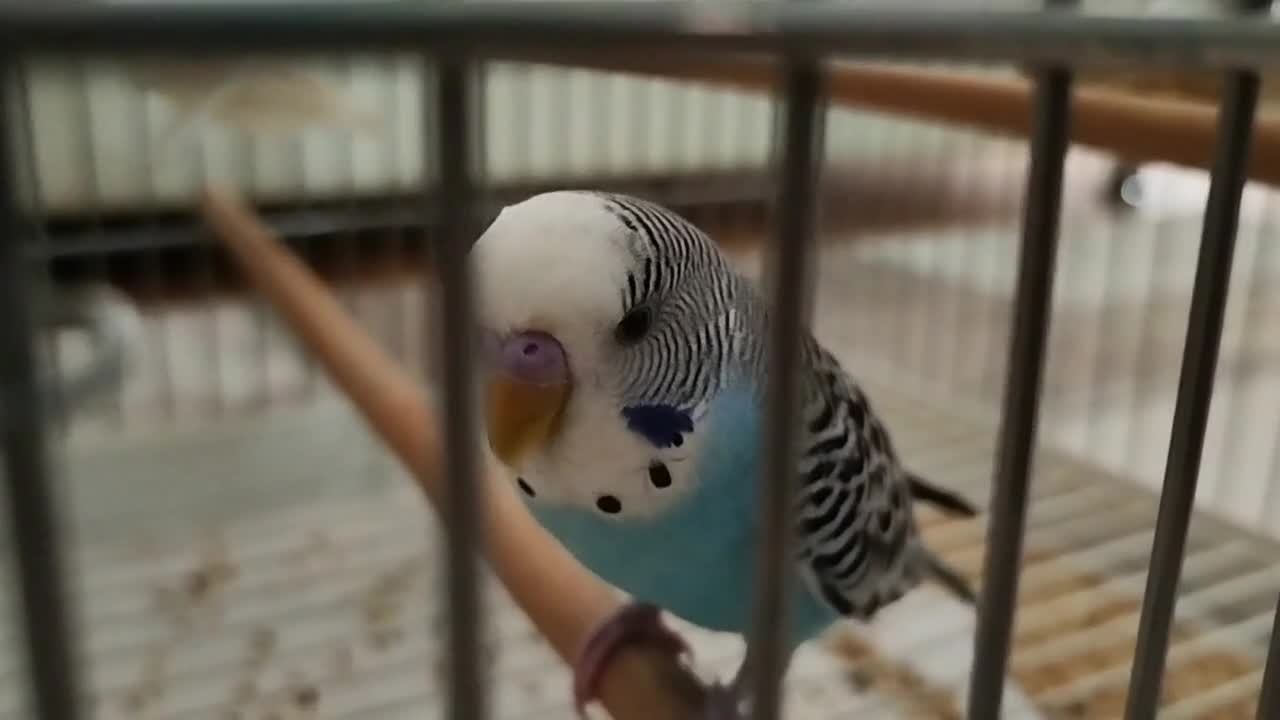 streamable.com