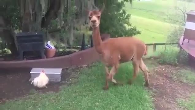 210267527d30c9dCwana_kura_nie_dziel