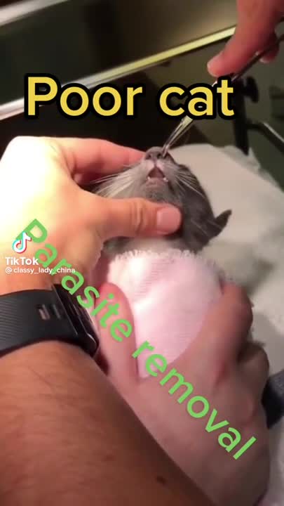 Watch this video on Streamable.