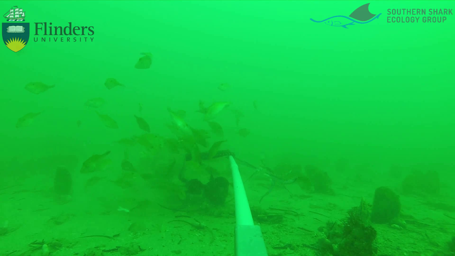 Fish and crustaceans converging on a baited camera trap.