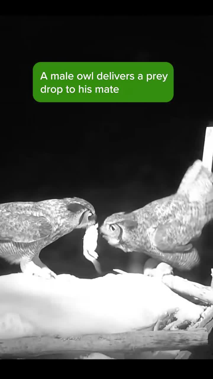 Watch "https://www.tiktok.com/@exploreorg/video/7467241696057724191" on Streamable.