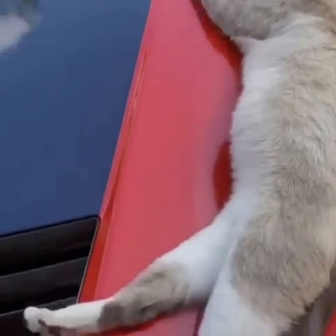 Liveleak.com - The cat chooses an expensive car to sleep on