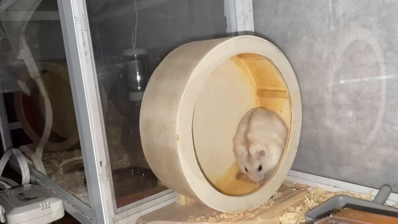 ハムスターの回し車がうるさい方必見 静かなホイールおすすめ3選をご紹介 旅好きアラサー女子の世界一周ブログ ハムスターの回し車がうるさい方必見 静かなホイールおすすめ3選をご紹介 旅好きアラサー女子の世界一周ブログ