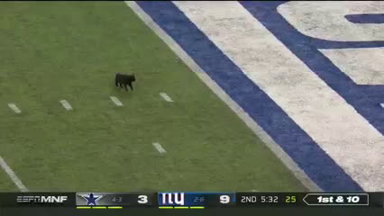 Black Cat Runs Onto The Field During Monday Night Football Funny Video
