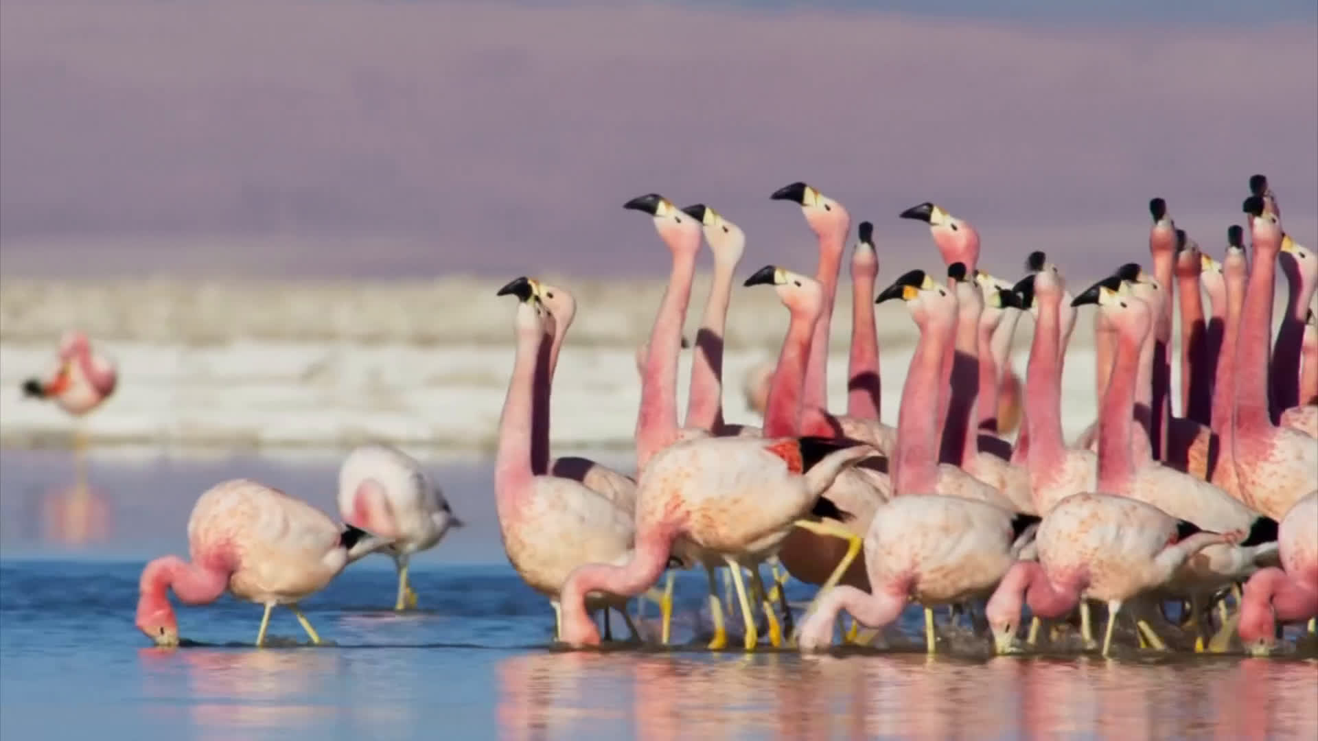 flamingo-dances-planet-earth-2-mountains