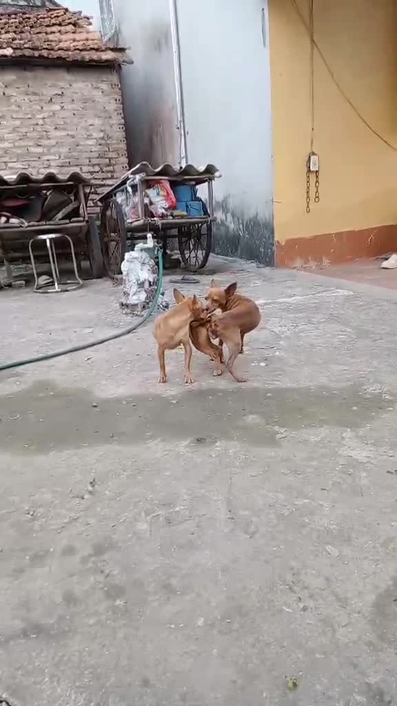 streamable.com