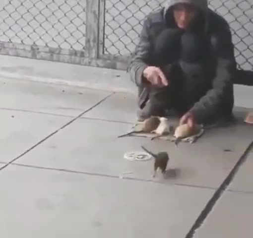 Watch this video on Streamable.