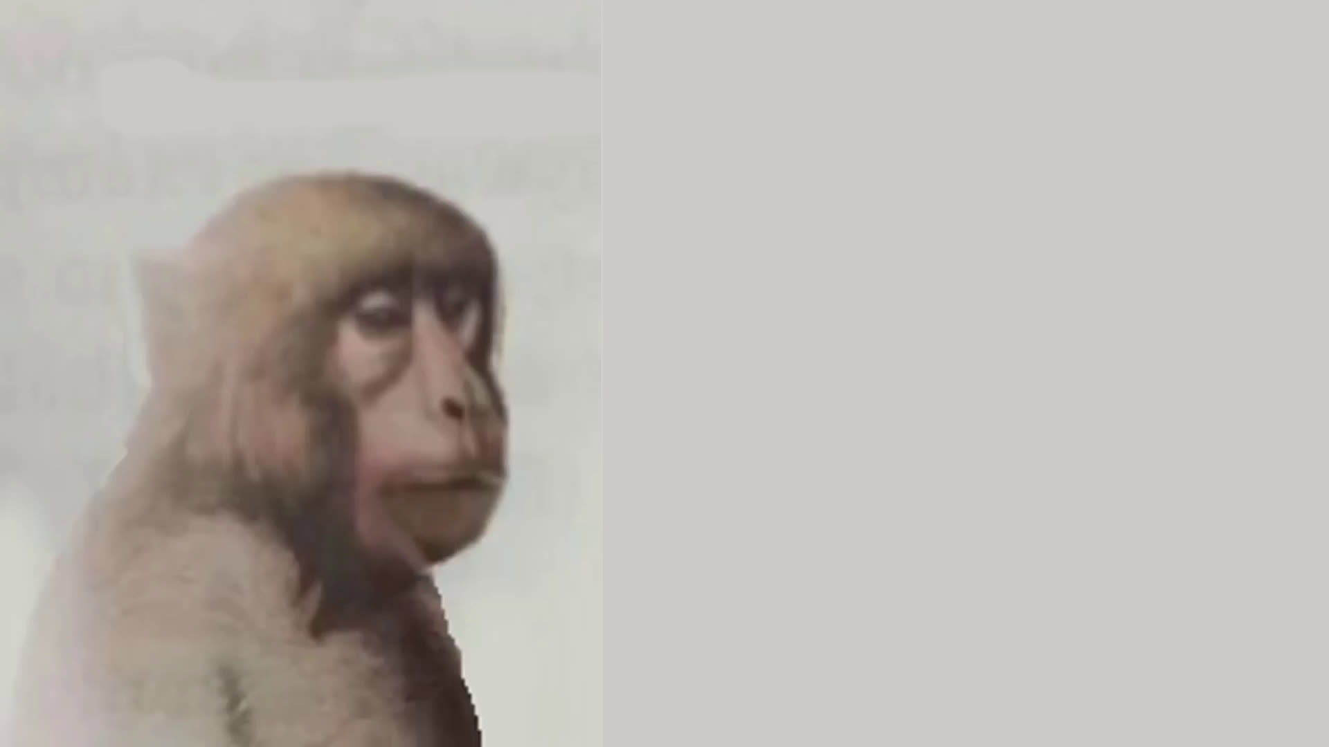 Monkey With a Walkman Gif