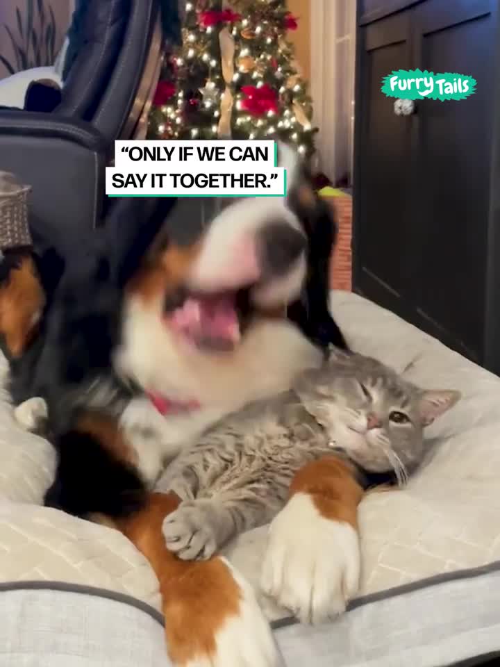 Watch this video on Streamable.