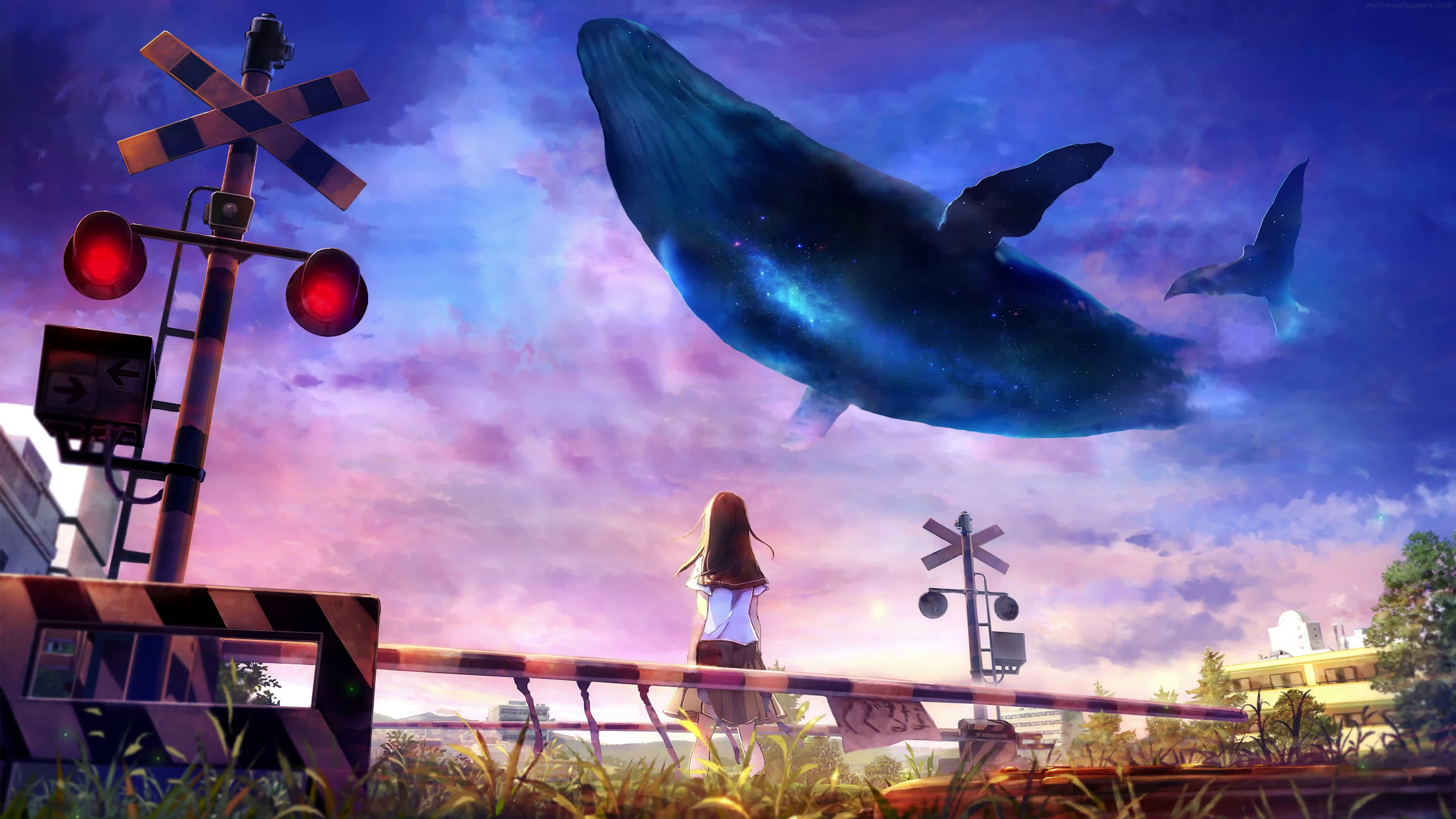 13 Whale Live Wallpapers Animated Wallpapers  MoeWalls