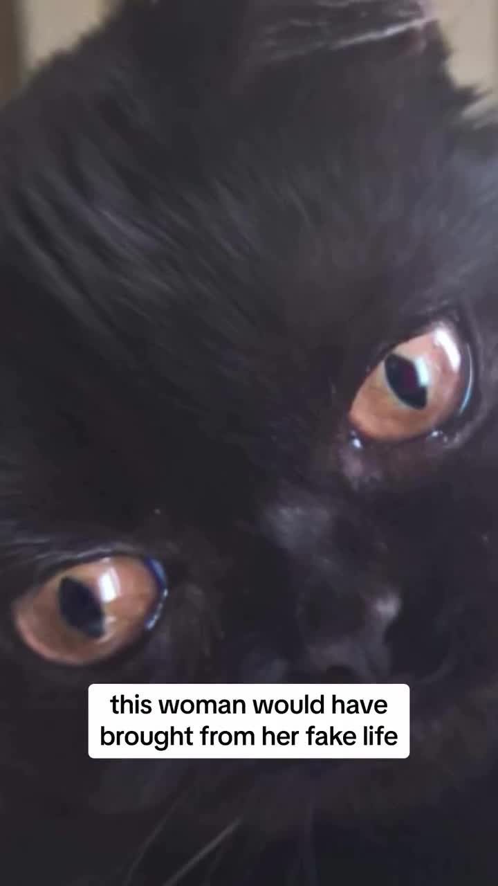 International Cyber Digest - ❗️Christo caught a Russian sleeper agent using her cat They now call...