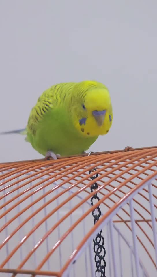 streamable.com
