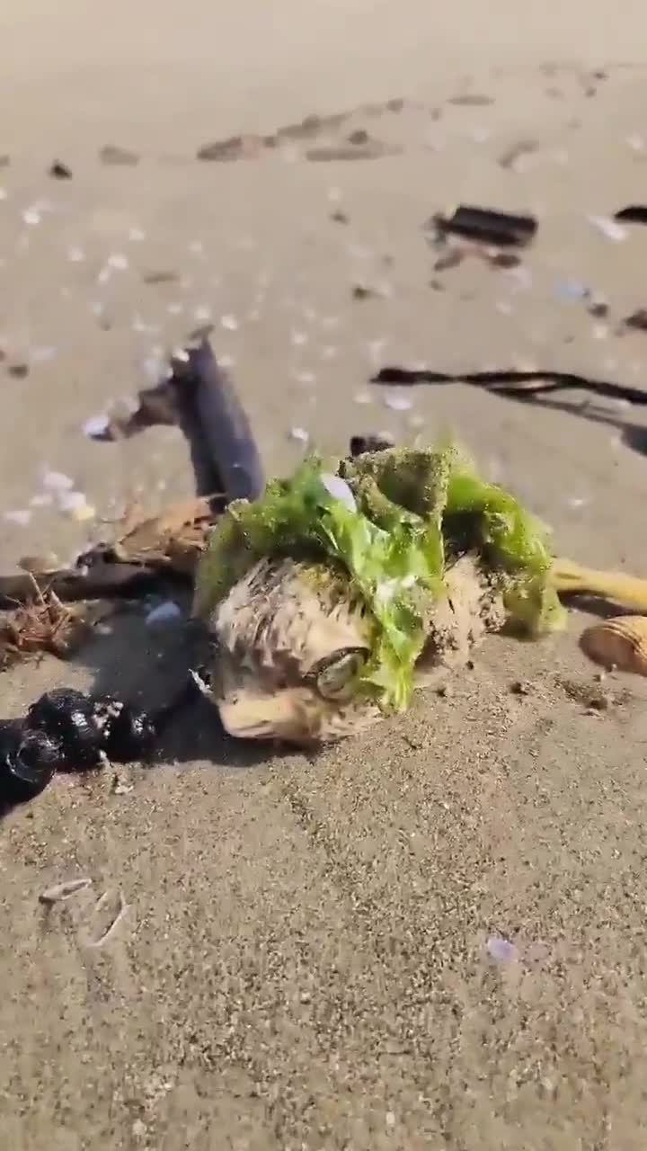 rapidsave.com_maybe_maybe_maybe-7b9g3xcnyezf1