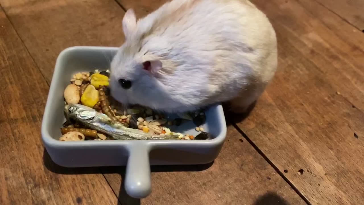 ハムスターのエサ ナチュラルラックス 評判は 1年使った感想を口コミ 旅好きアラサー女子の世界一周ブログ