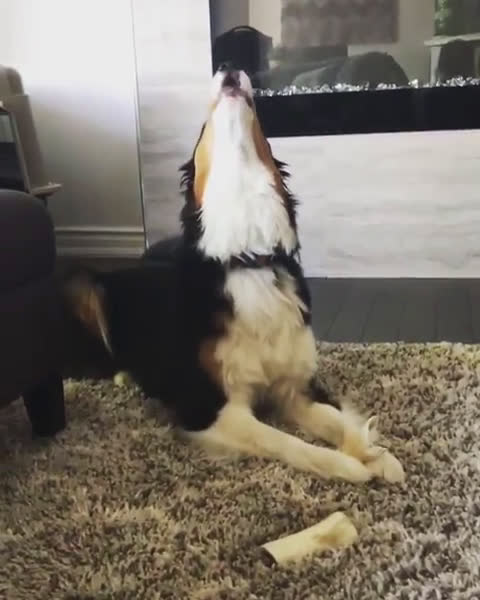 dog dancing to old town road