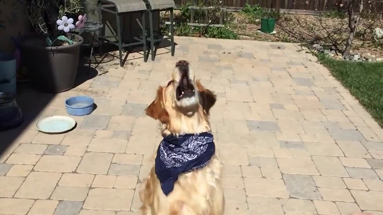 streamable.com