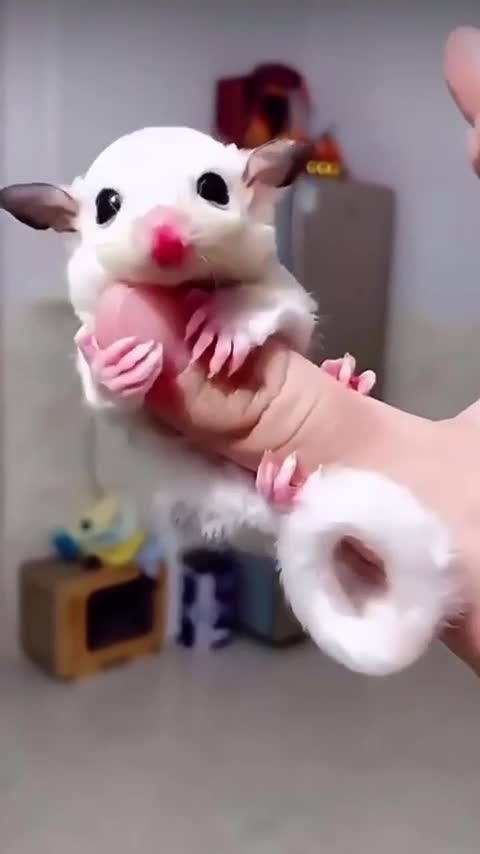 rapidsave.com_вот_что_может_произойти_если_не_съесть_желейку-q1of1lsgwu8e1