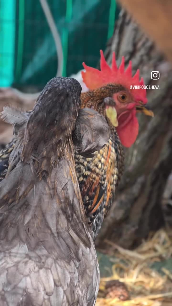 streamable.com