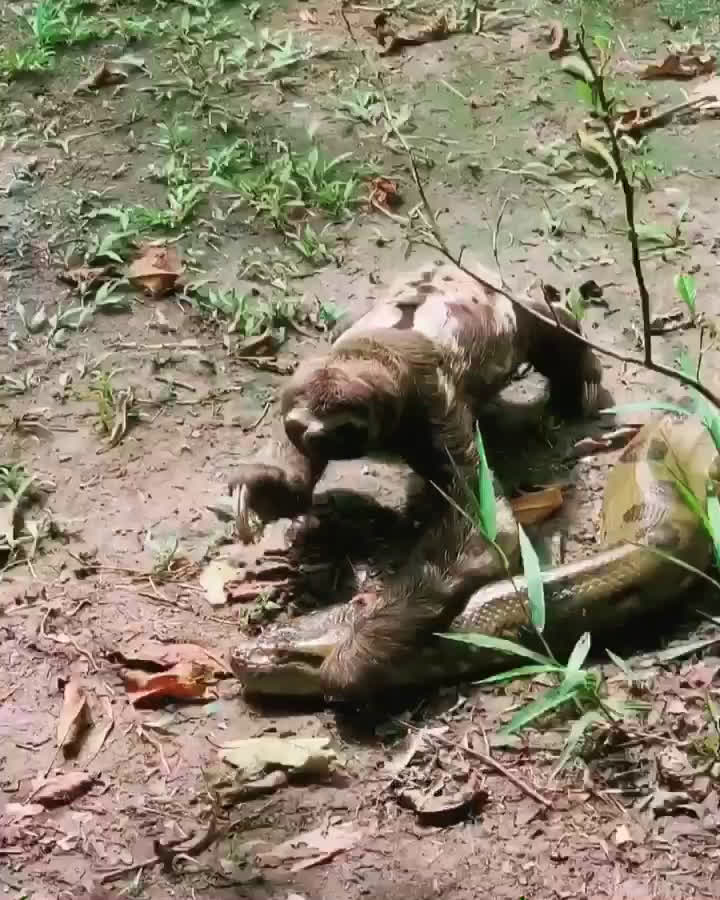 Watch "Leniwiec przechodzi obok anakondy" on Streamable.