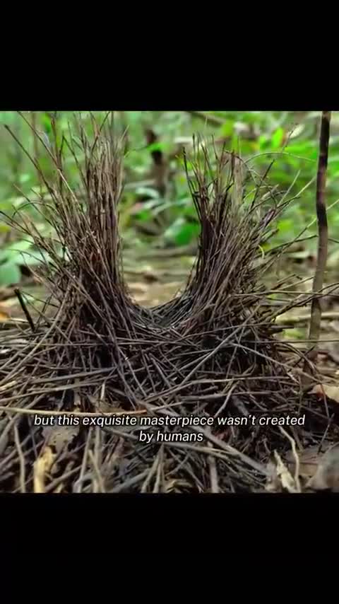 rapidsave.com_the_courtship_of_the_flame_bowerbird-fgr6cyp4d4je1
