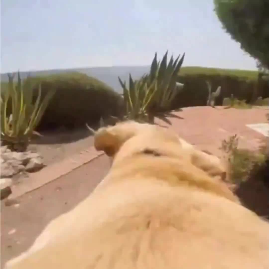 ssstwitter.com_1720734758831