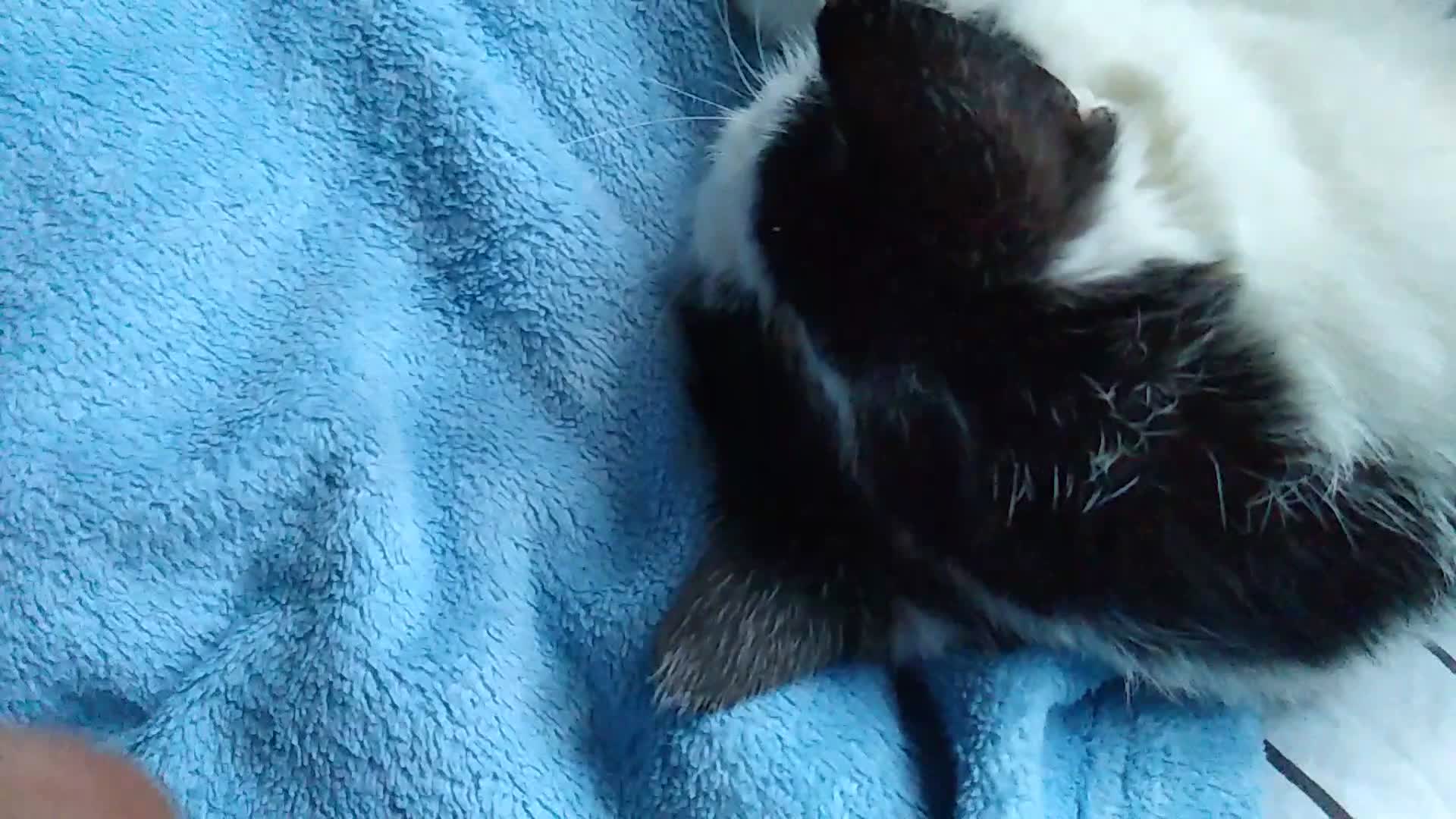 serious discussion with kitku