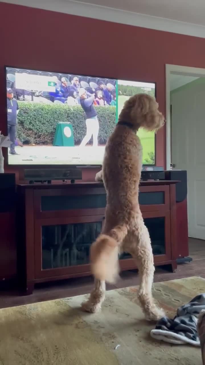 do some dogs watch tv