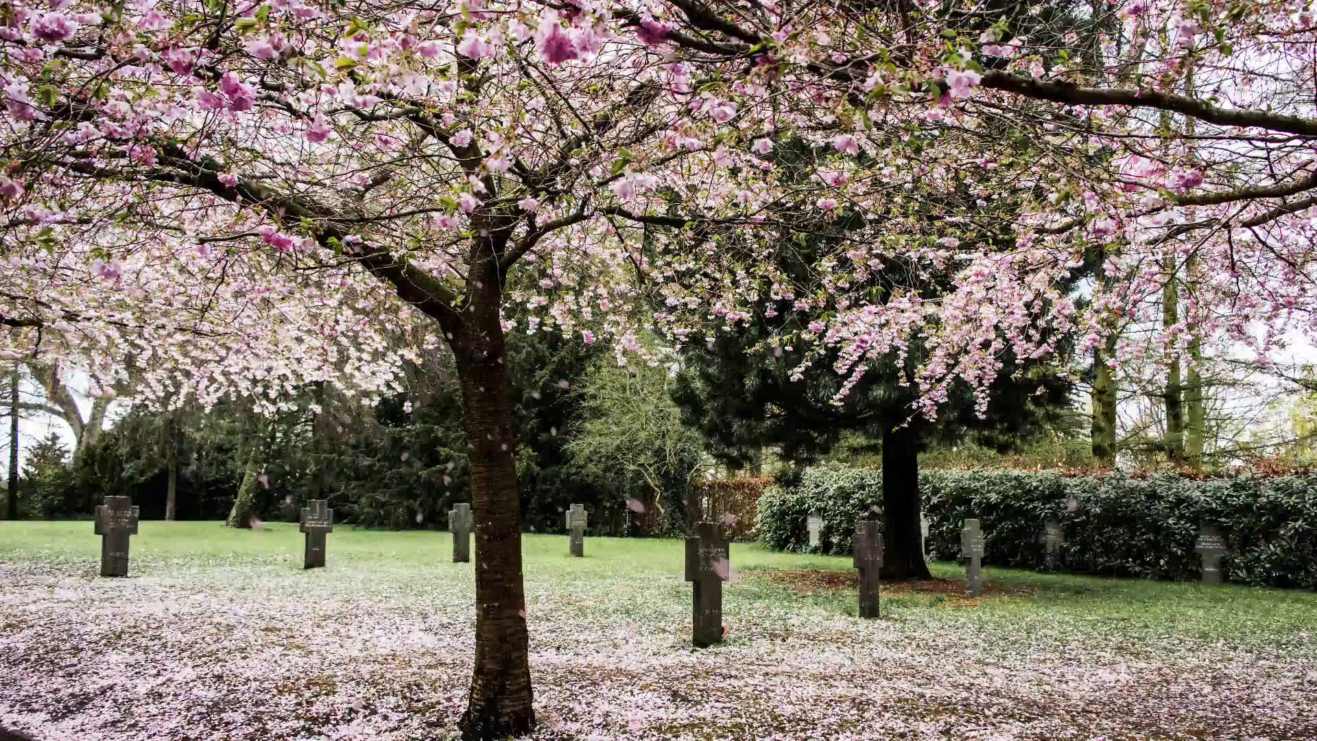 無料動画素材】桜舞い散る映像素材「桜吹雪」  digitalelf