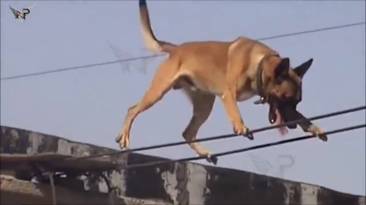 Funny belgian best sale malinois videos