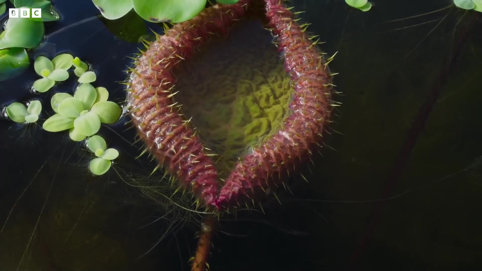 Watch this video on Streamable.