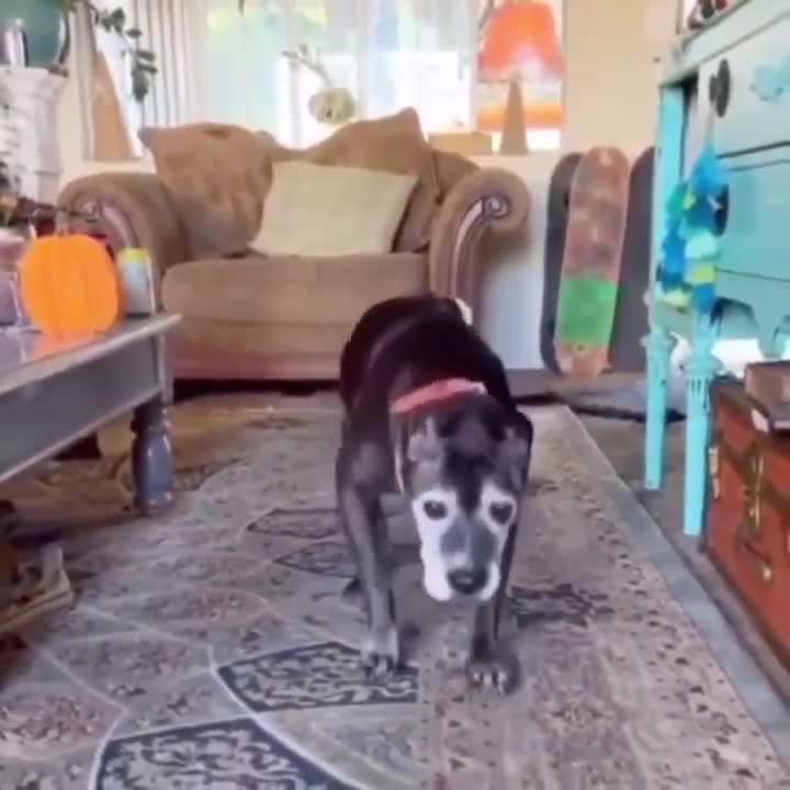 Nature is Amazing ☘️ - Even though he’s old, this dog still gets excited when seeing its owner.. ❤️