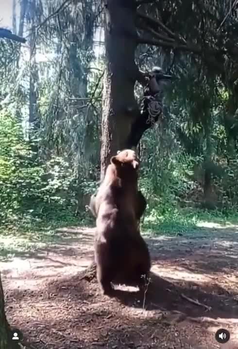 Watch this video on Streamable.