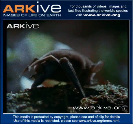 Watch ARKive-video-160741A6-9705-49EC-9D23-3BC1030DF4BA | Streamable