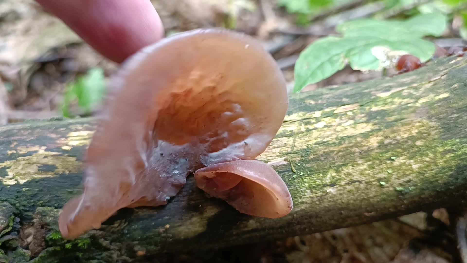 Чёрные лисички и ведьмина сера: 5 странных, но съедобных грибов из калининградских лесов