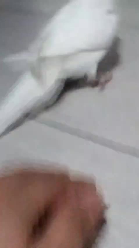 streamable.com