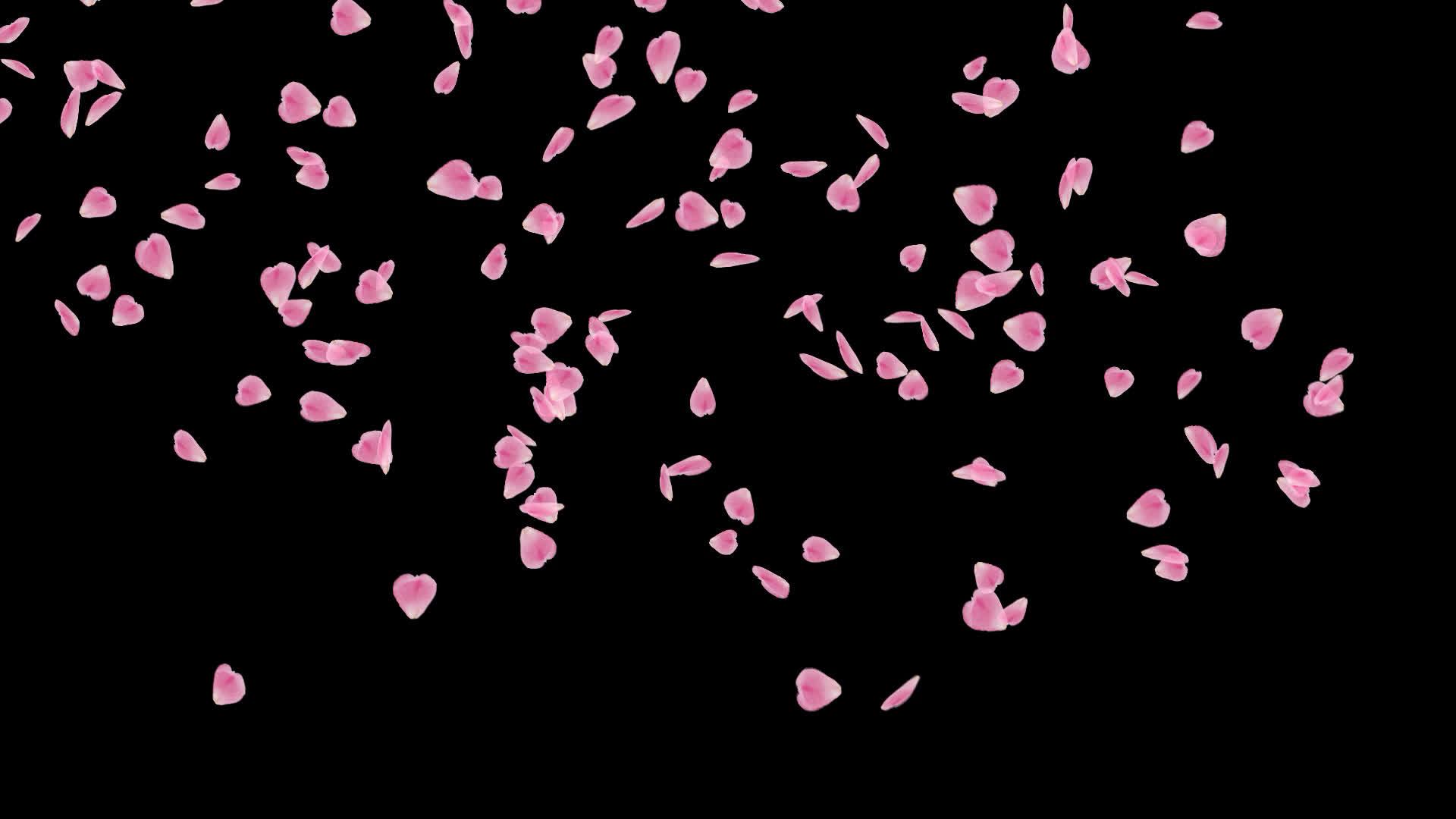 ゆっくりと舞い落ちる桜 大 の花びら動画素材別パターン Embed